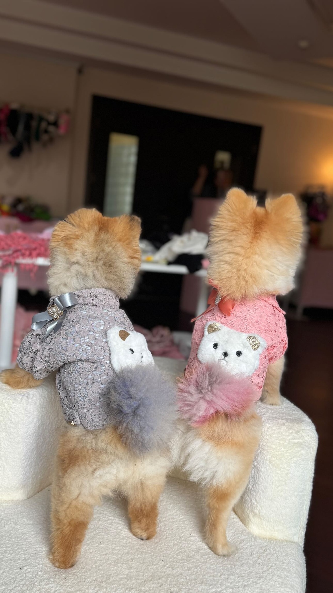 Renkli köpek tasmaları ve aksesuarları