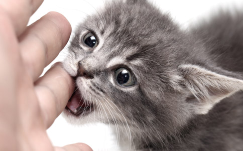 Kediler Neden Isırır? Kedilerin Isırma Davranışının 7 Yaygın Nedeni